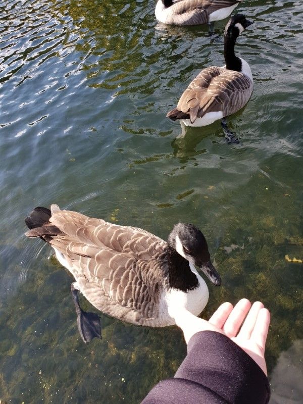 看看河面上的鴨子和鵝,有時帶塊麵包餵他們