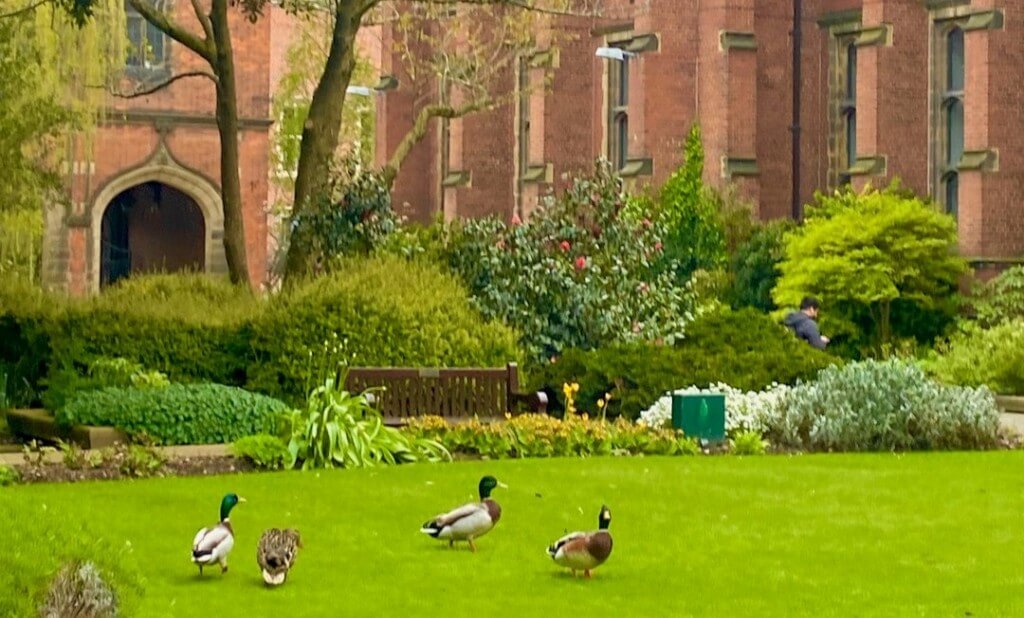 Newcastle University 新堡大學校園4